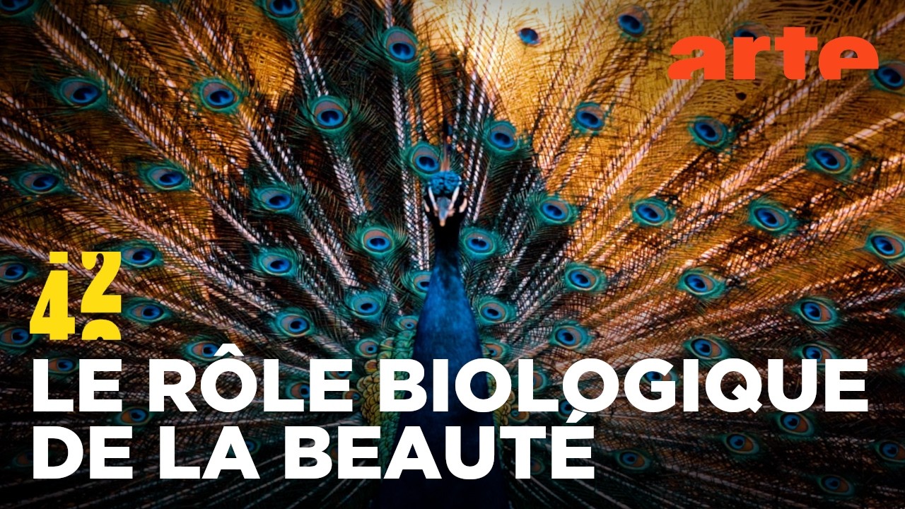 Les animaux voient-ils la beauté ? | 42 - La réponse à presque tout | ARTE