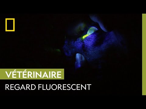 Insolite : colorer les yeux des animaux pour mieux les examiner dans le noir