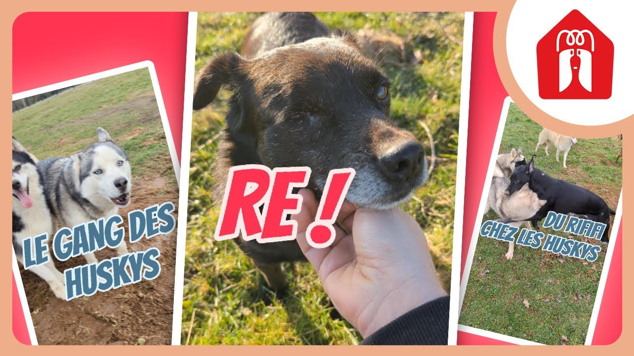 Zeke et les huskys ! 🐶 Pension CHEZ MARTH' 87 #18