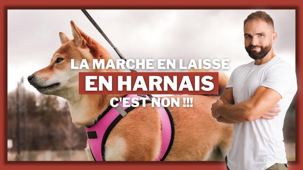 La marche en laisse, en harnais, c'est non !!!