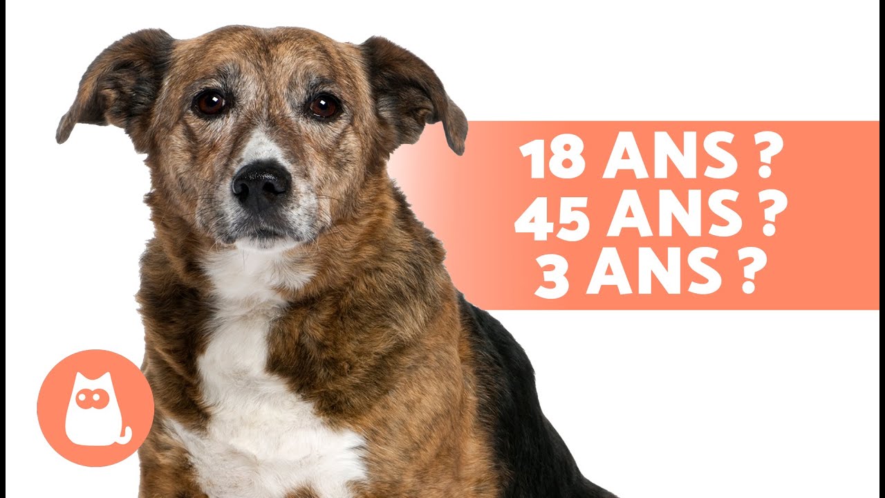 Combien de temps VIT UN CHIEN 🐶 Découvrez l'ESPÉRANCE DE VIE d'un CHIEN