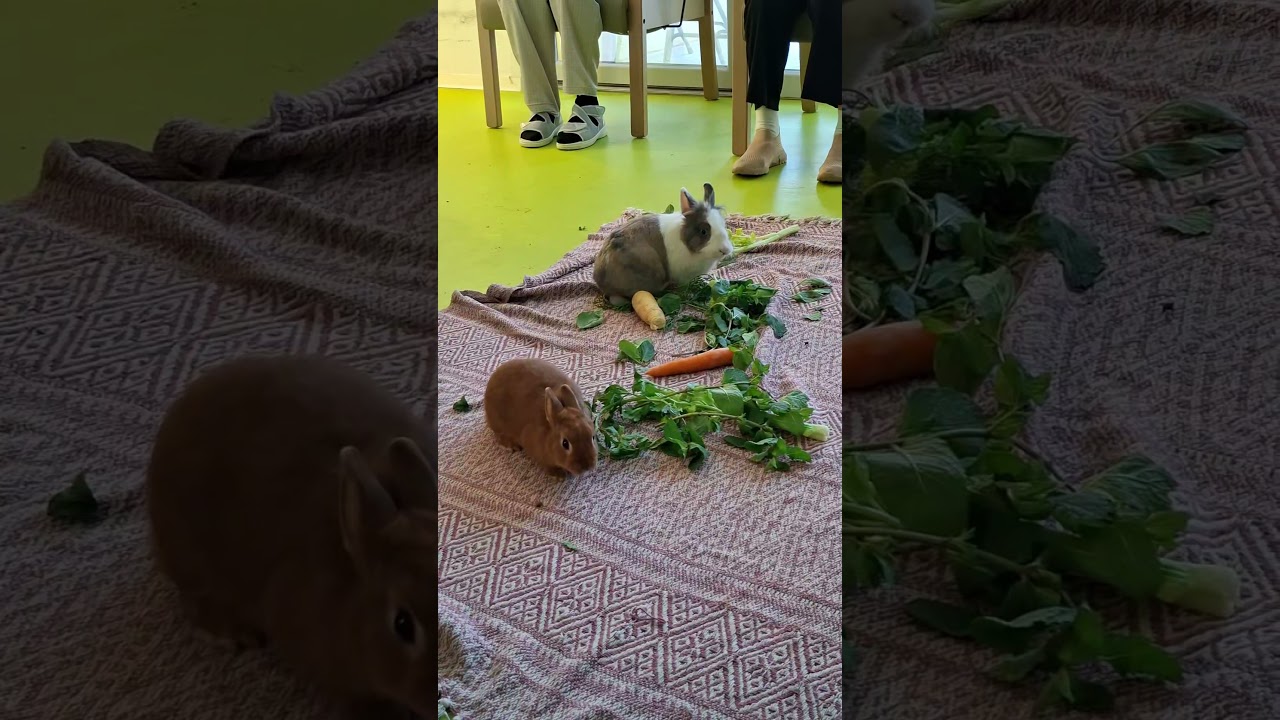 Médiation Animale en Ehpad avec Bali la Magi'Chienne #chien #mediationanimale #ehpad #lapin #animaux