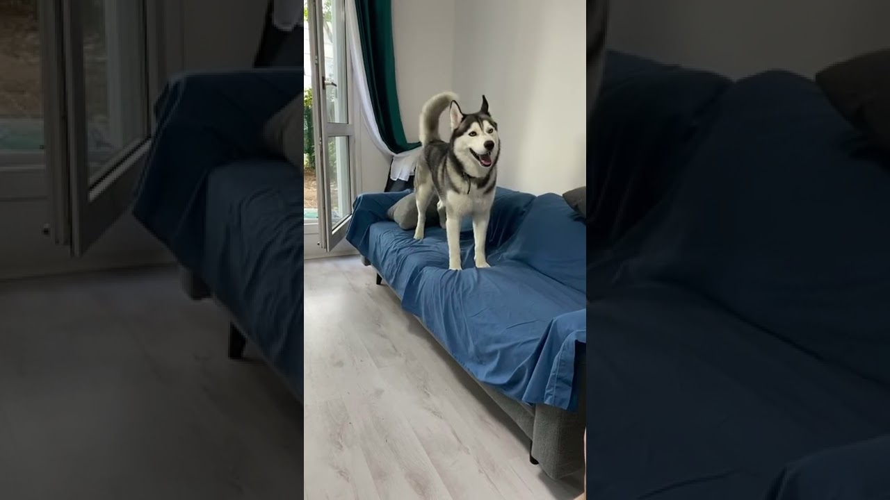 Il répond en plus 😂#chien #husky #animaux