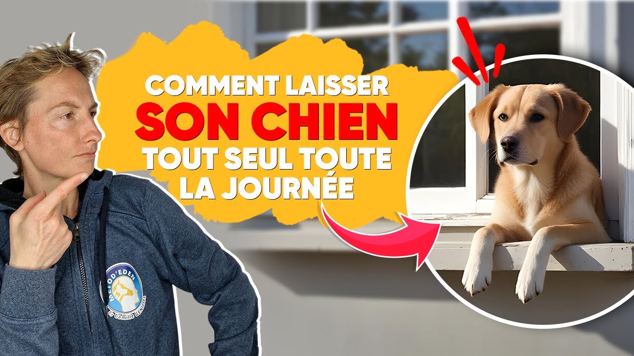 Comment Laisser Son Chien Tout Seul Toute La Journée ?