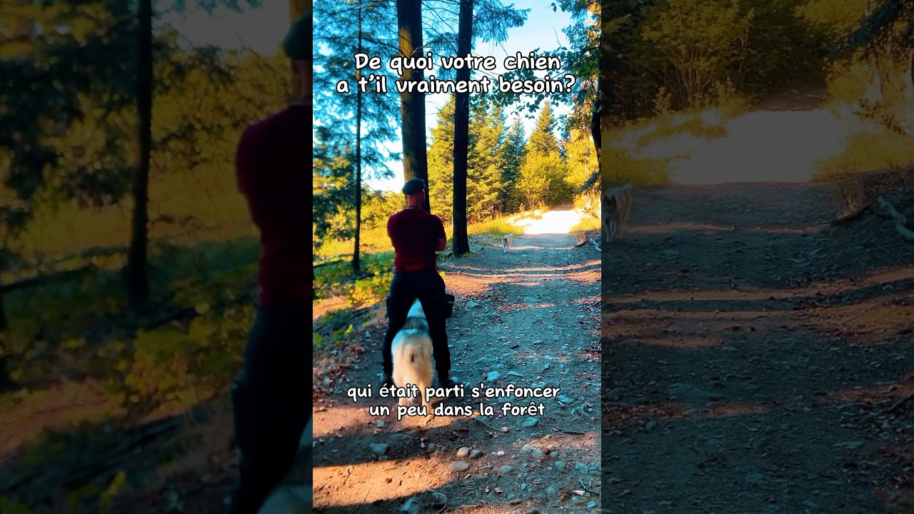 De quoi votre chien a t’il vraiment besoin? #husky #huskylovers #chien #dog #dogeducation