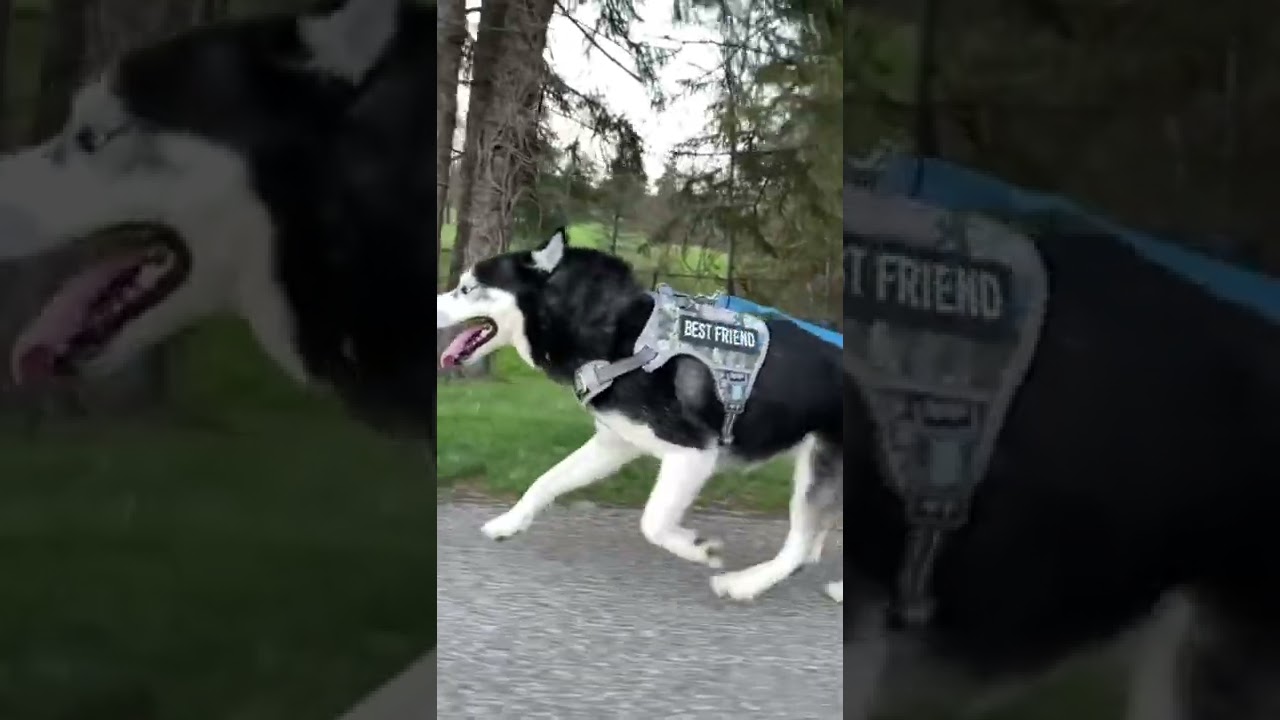C’est l’heure de la balade pour ce husky 🐶 #husky #huskypuppy #huskydog #doglover #shorts #cute