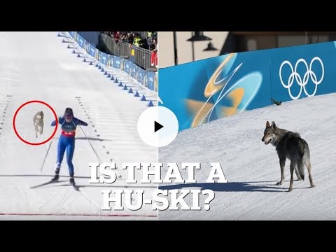 Moment runaway dog interrupts race at Winter Olympics