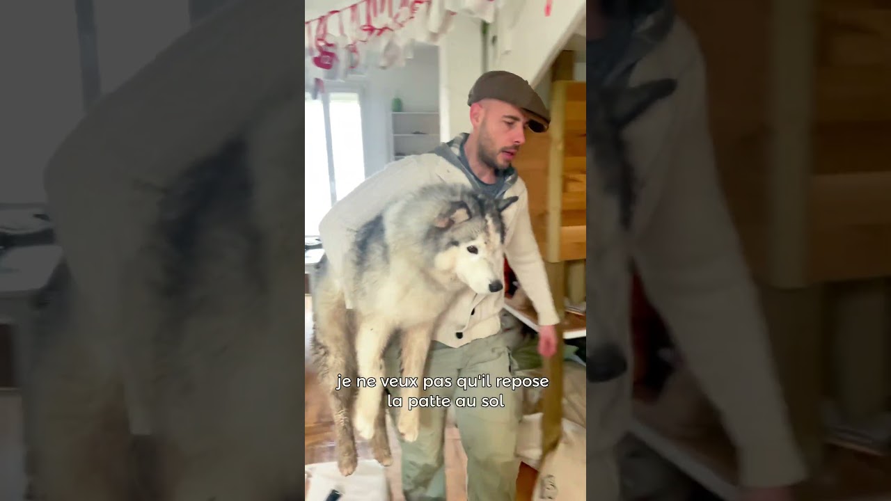 Sora saigne 😰 #husky #educationcanine #huskylife #chien #chiens #chiot #chienmignon #chiots