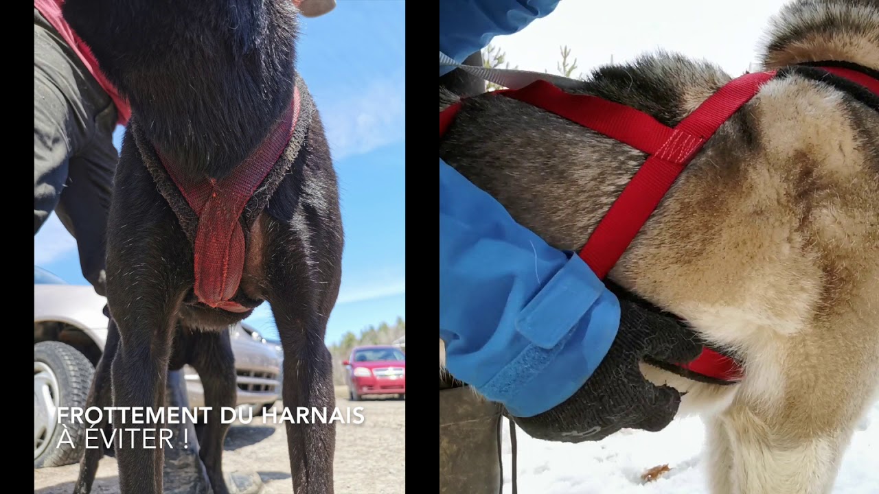 Comment savoir quelle taille de harnais choisir?