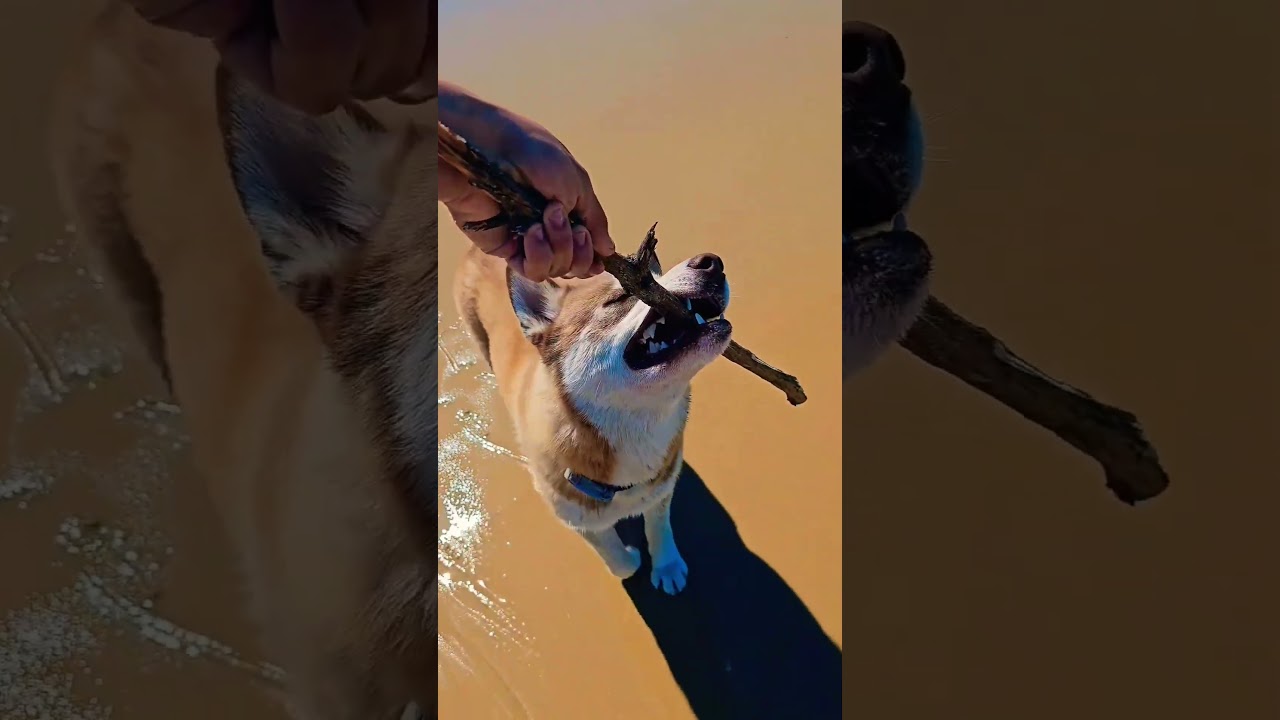 Les siberiens loin de leurs neige natale