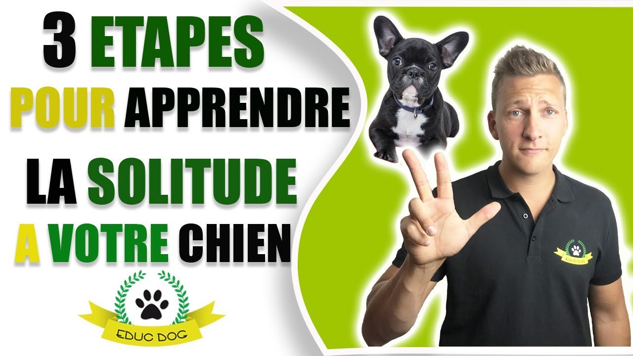 3 étapes pour apprendre à votre chien à rester seul - EDUC DOG