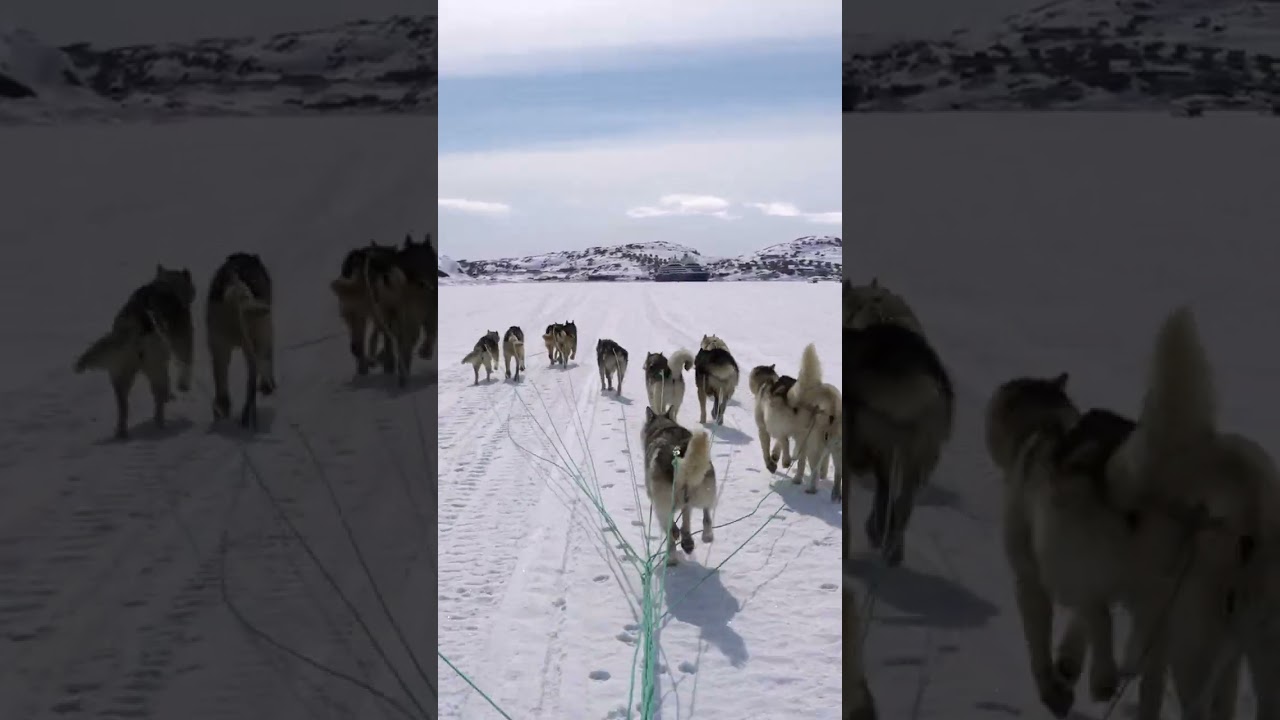 Balade en traîneau dans l'immensité du Grand Nord...| PONANT