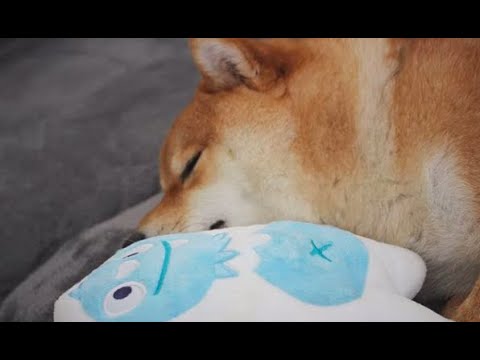 Ces jouets qui ont résisté à mon chien (Kong, inooko, ...)