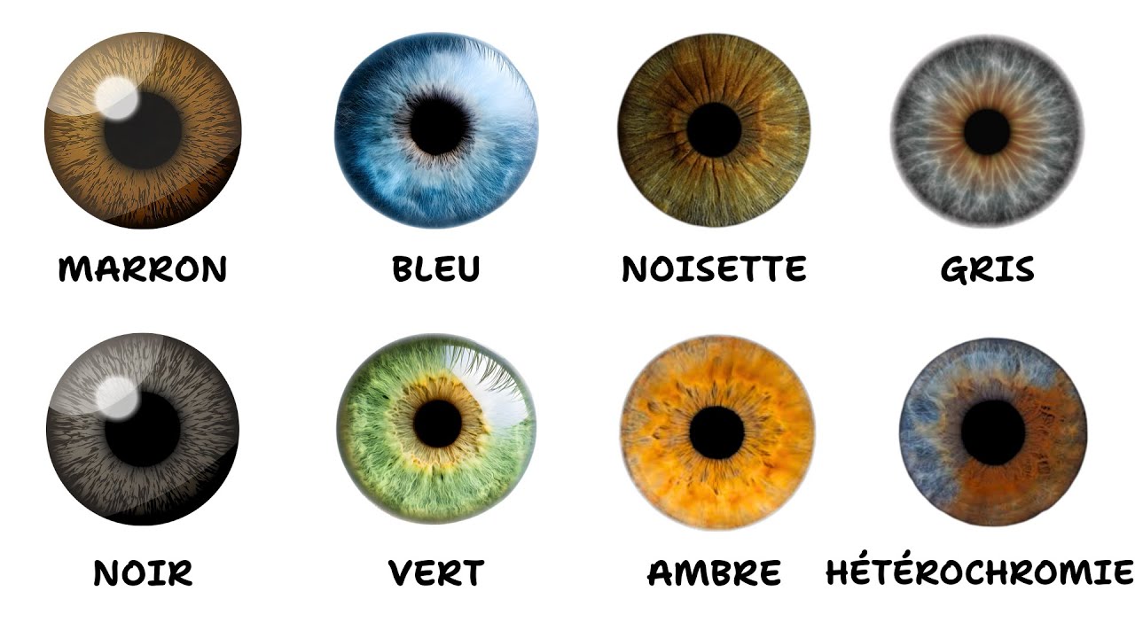 Chaque Couleur d’Œil et Ses Avantages Cachés Expliqués en 13 Minutes