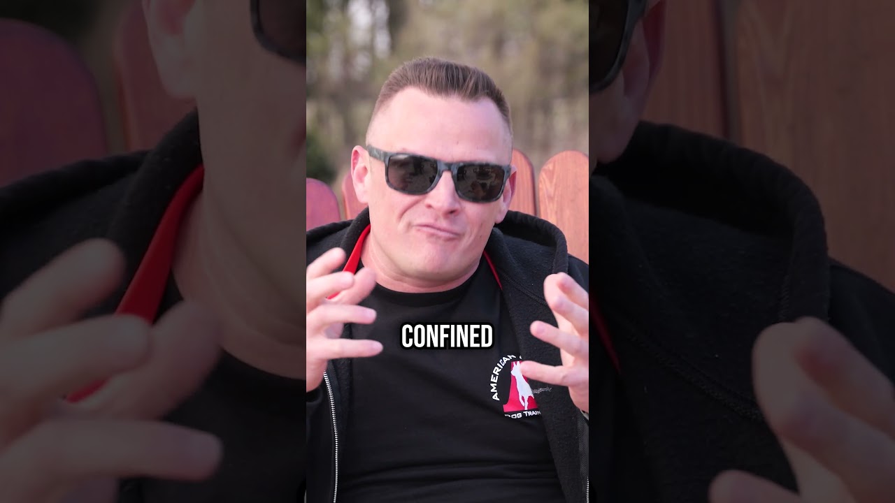 Should You Really Get a Husky as a Pet?