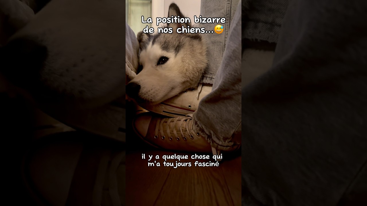 La positions étranges des chiens quand ils dorment 😅 #chien #husky #dog #huskylovers #dogfunny