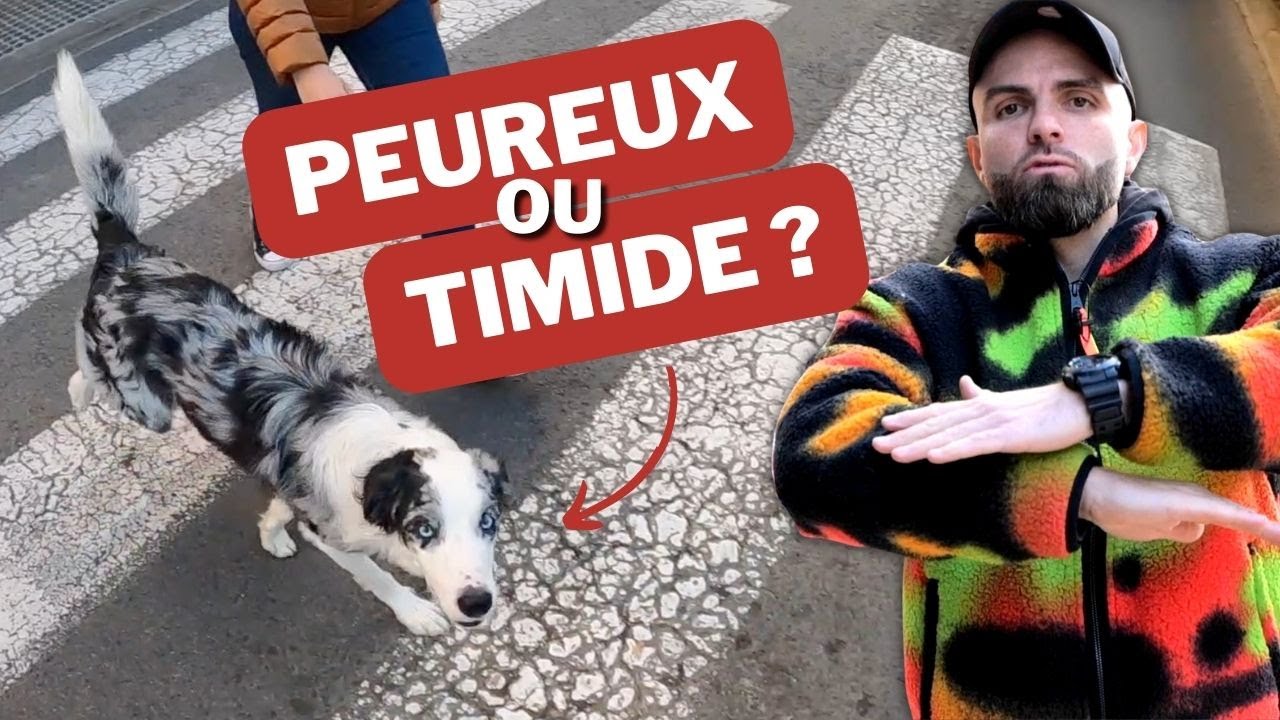 Chien PEUREUX ou TIMIDE : Attention DANGER