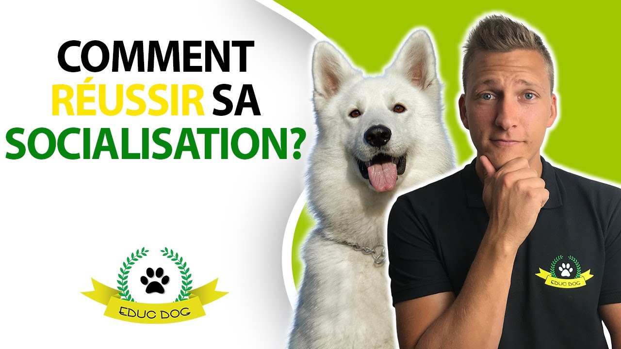 Socialiser son chien : les phases clés de la croissance de votre chien