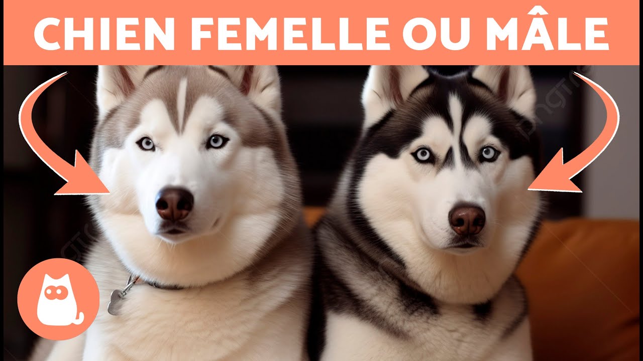 Différences entre un HUSKY de SIBÉRIE Mâle et Femelle 🐺🐾 Lequel choisir ?