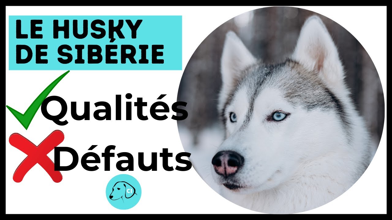 TOUT SAVOIR SUR LE CHIEN HUSKY DE SIBÉRIE 👉 Caractère - Qualités et Défauts.
