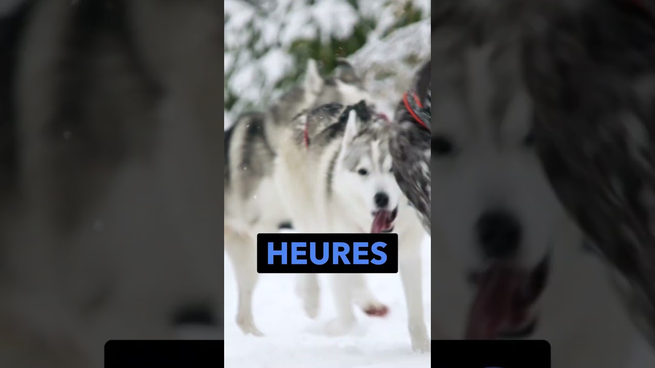 Apprendre à diriger des Chiens de traîneau avec des enfants dès 3 ans