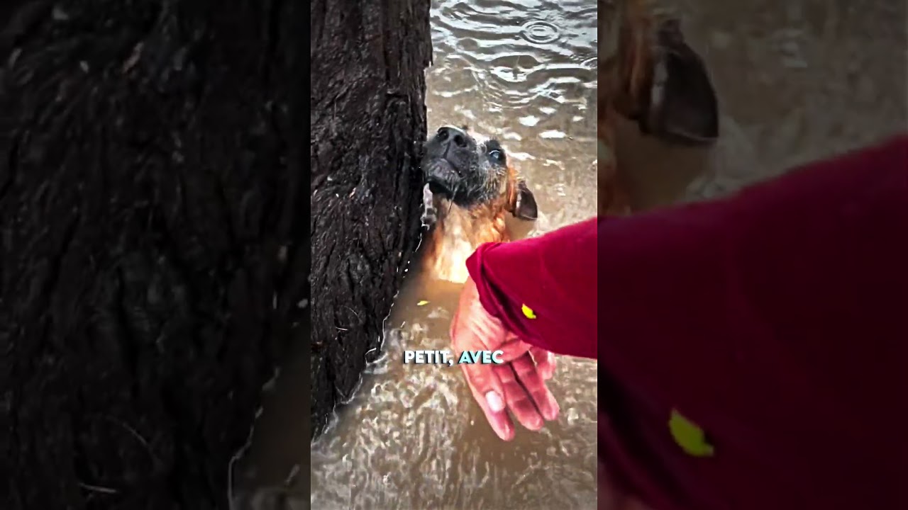 ❤️‍🩹Pauvre chien...