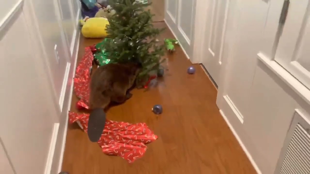 Voici ce qui risque d'arriver si vous invitez un castor à la maison😅