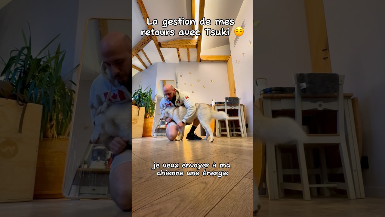 La gestion de mes retours 🤗 #chien #husky #huskylovers #dog #doglover #chienheureux #puppy