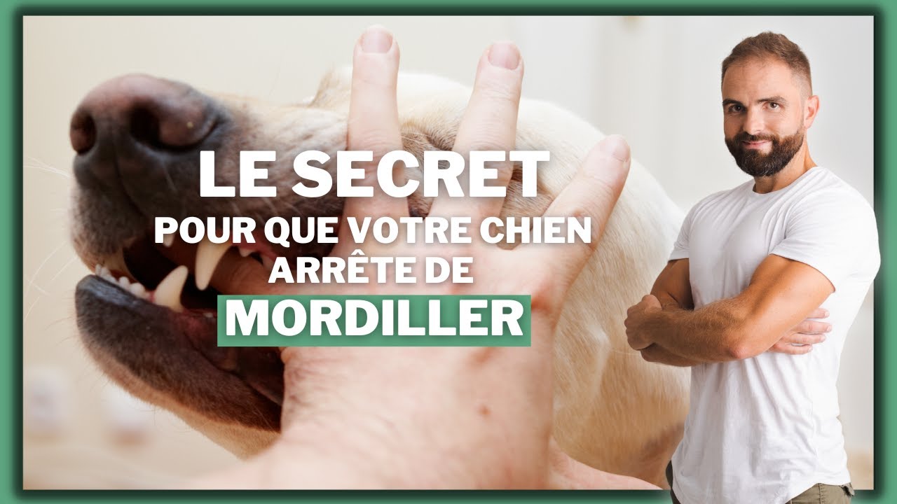 le SECRET pour que votre chien arrête de MORDILLER ! (Et il est plutôt simple...)