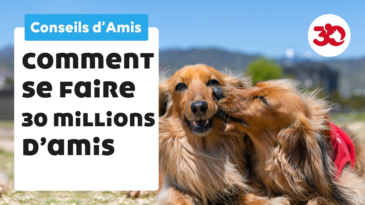 Sociabiliser son chien - Conseils d'Amis