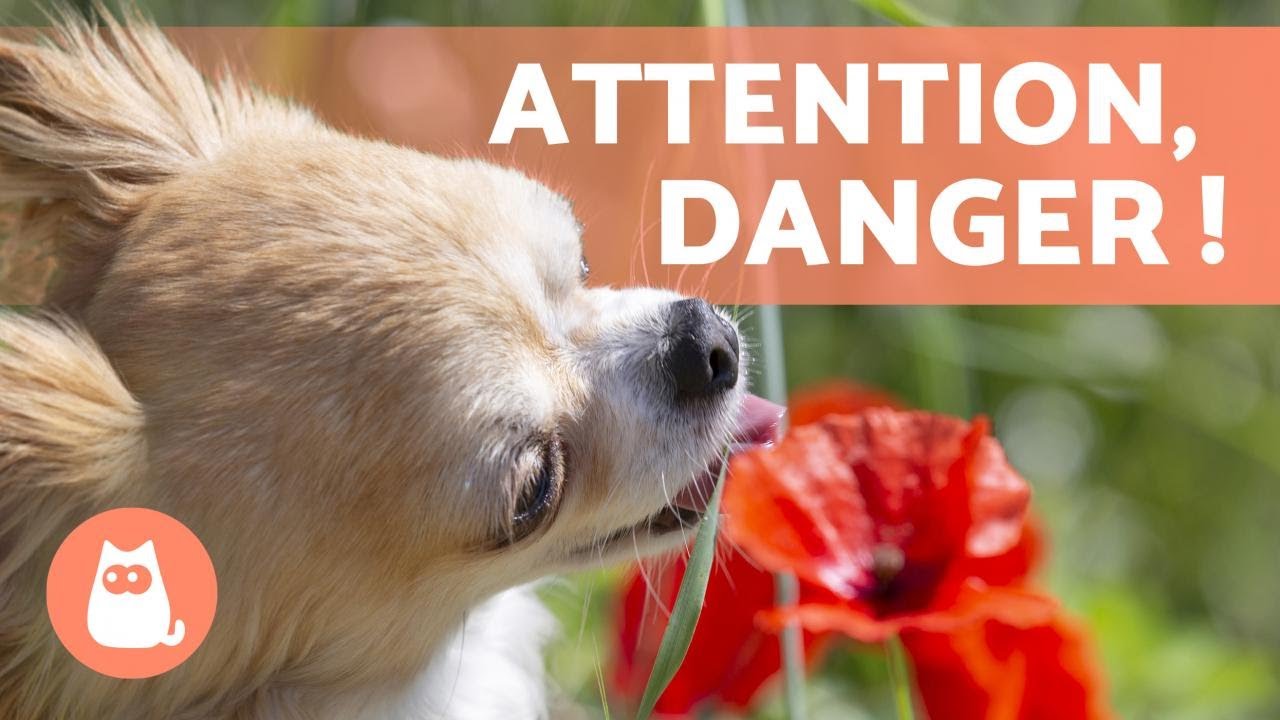 10 PLANTES TOXIQUES pour CHIENS et leurs effets 🐶 ❌ 🌷