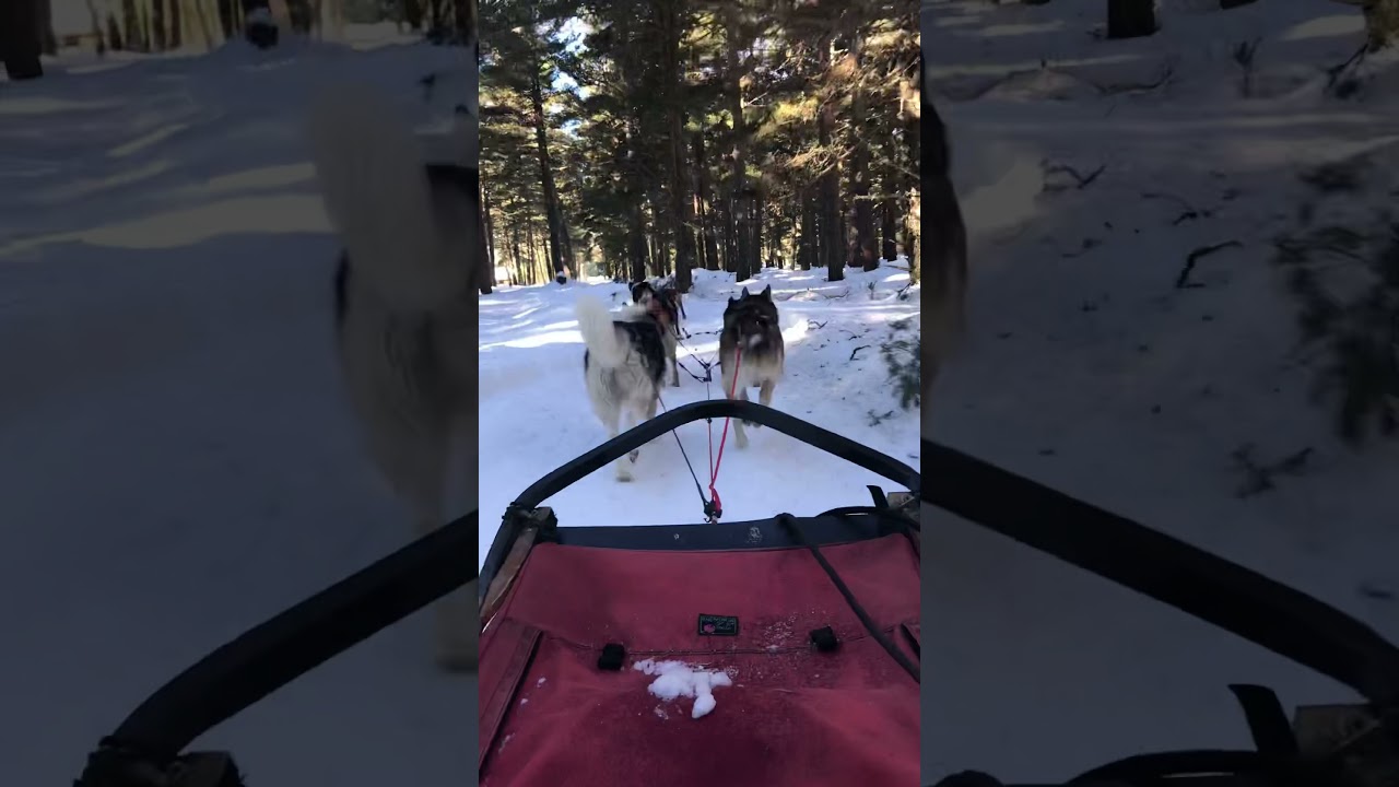 Balade en chiens 🐕 de traîneau sur la ❄️ c’est génial ! http://alaskan-forever.fr