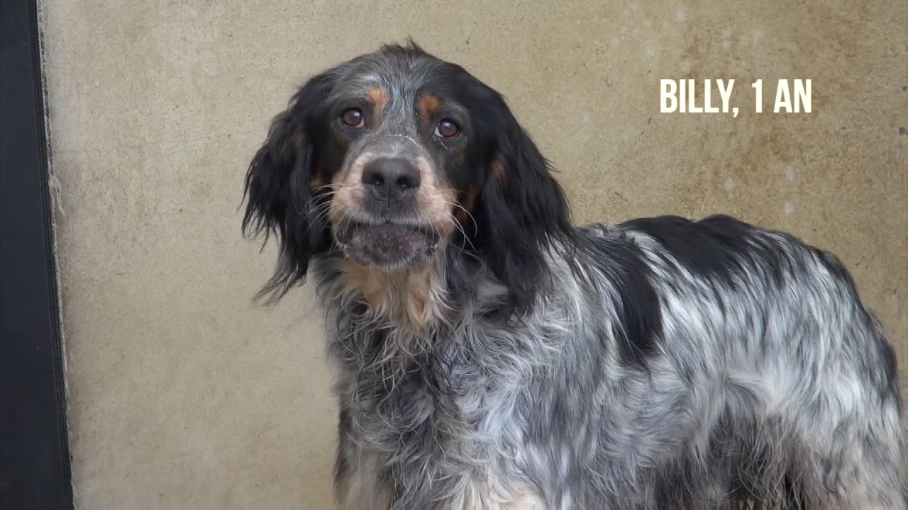 90 chiens sont à adopter à l'APA du Puy-de-Dôme