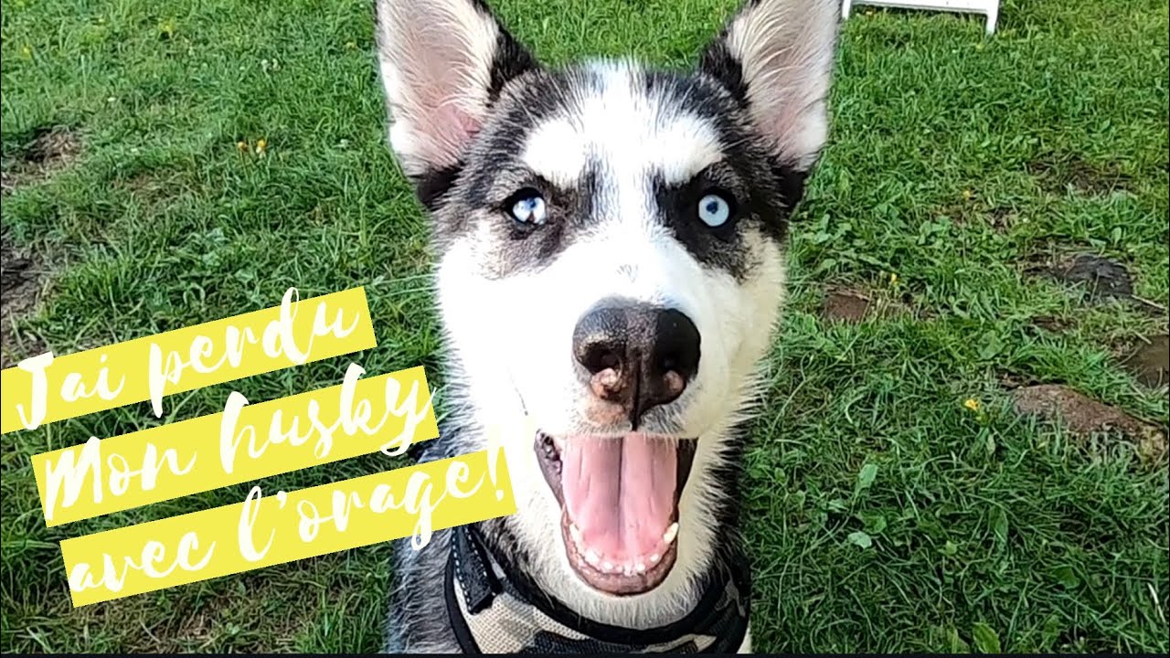 Mon husky s’est enfui!! \ Fugue de mon chien sans laisse