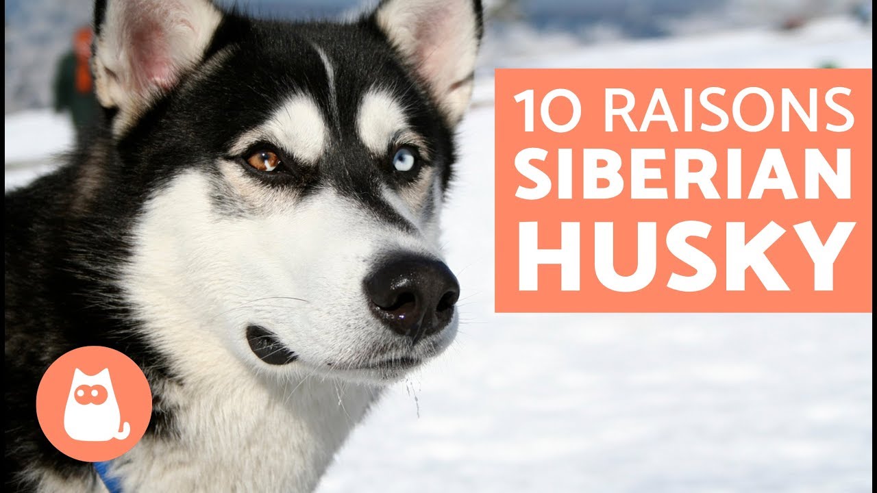 10 raisons pour lesquelles le Husky est un chien extraordinaire