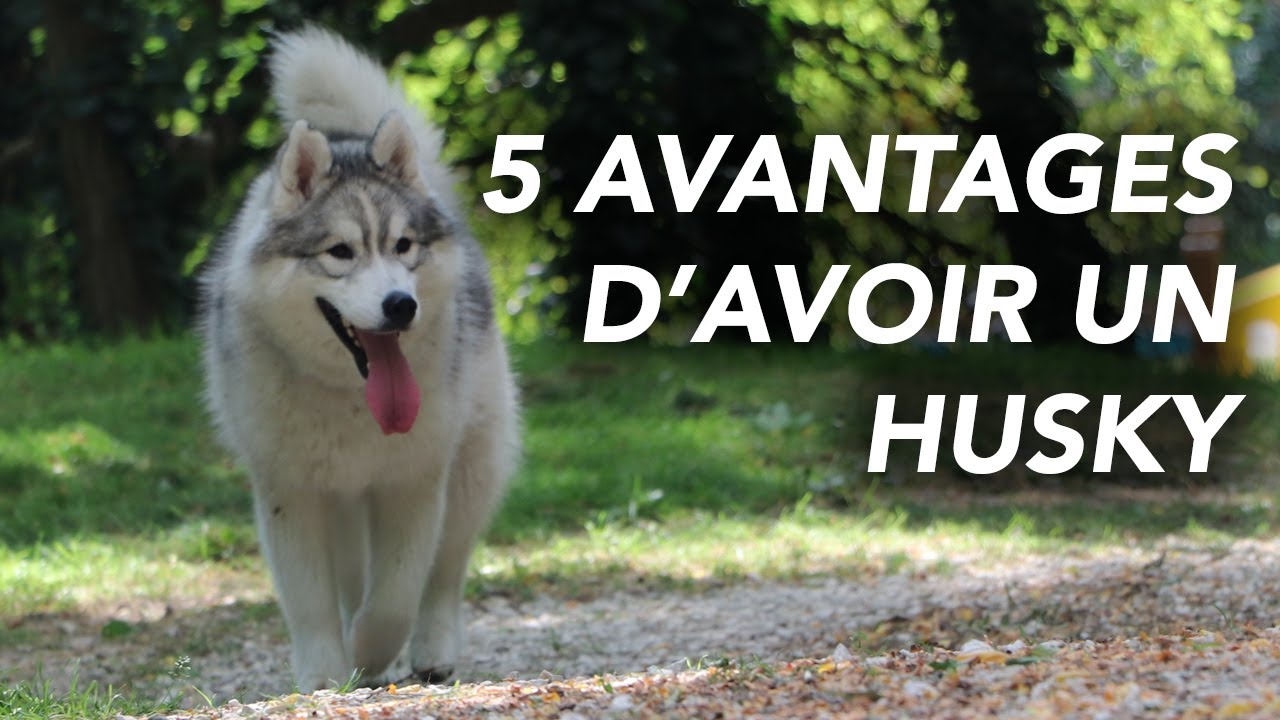 5 AVANTAGES D'AVOIR UN HUSKY
