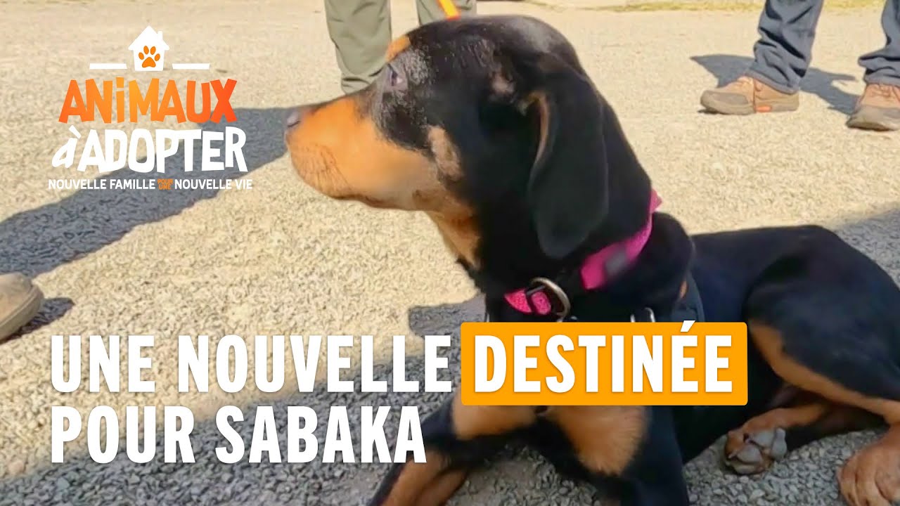 Une nouvelle destinée pour Sabaka - Animaux À Adopter