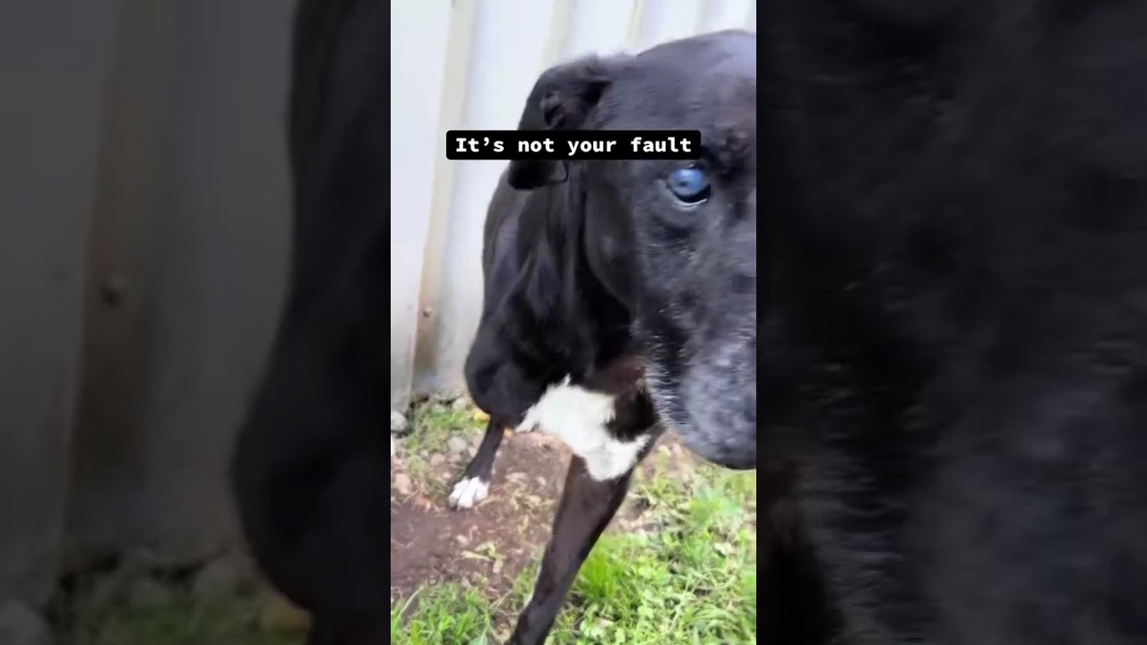 Djazzy à l'adoption en sauvetage au refuge de Concarneau