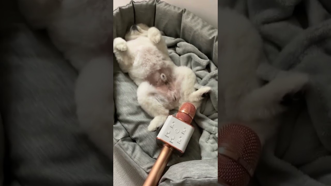 Petit chien mignon qui pète vraiment drôle 😄😅😆 #shorts