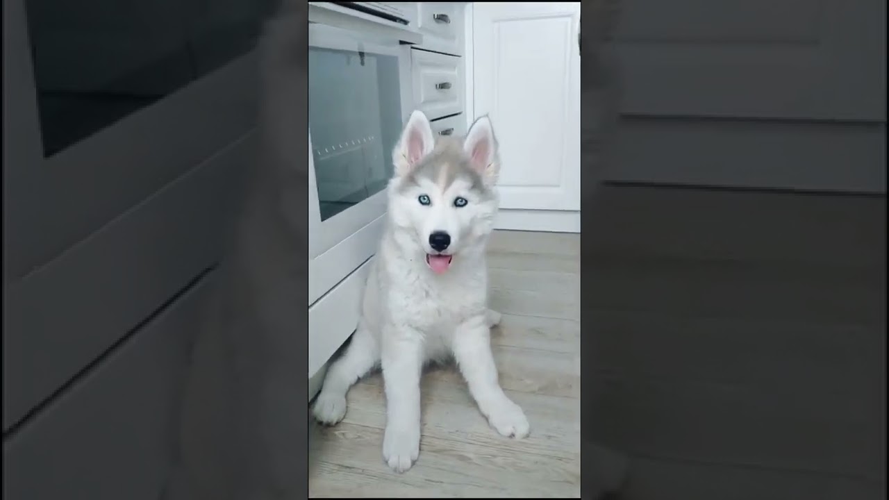 Ce husky à des yeux incroyable #shorts #cute #husky #cutedog #dog #chien #beauty