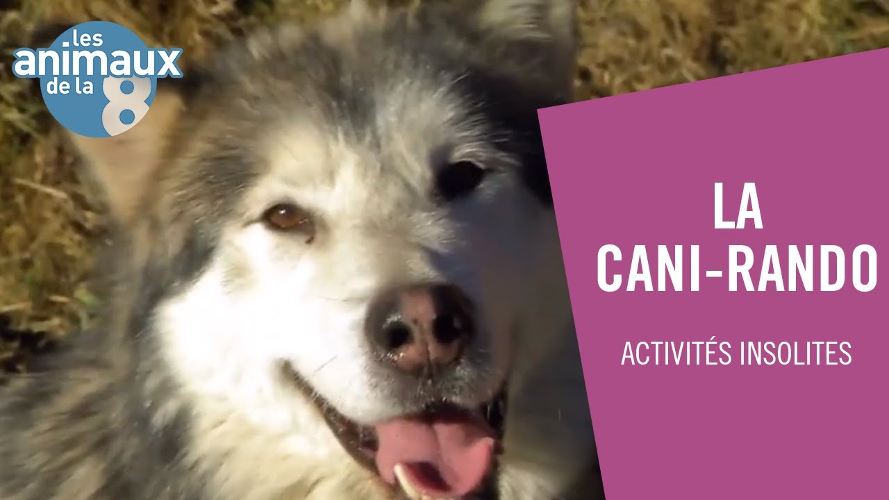 Cani-rando, une promenade qui a du chien ! - Les Animaux de la 8