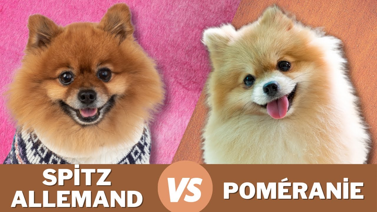 Spitz allemand vs Poméranie : quelles sont les différences ?