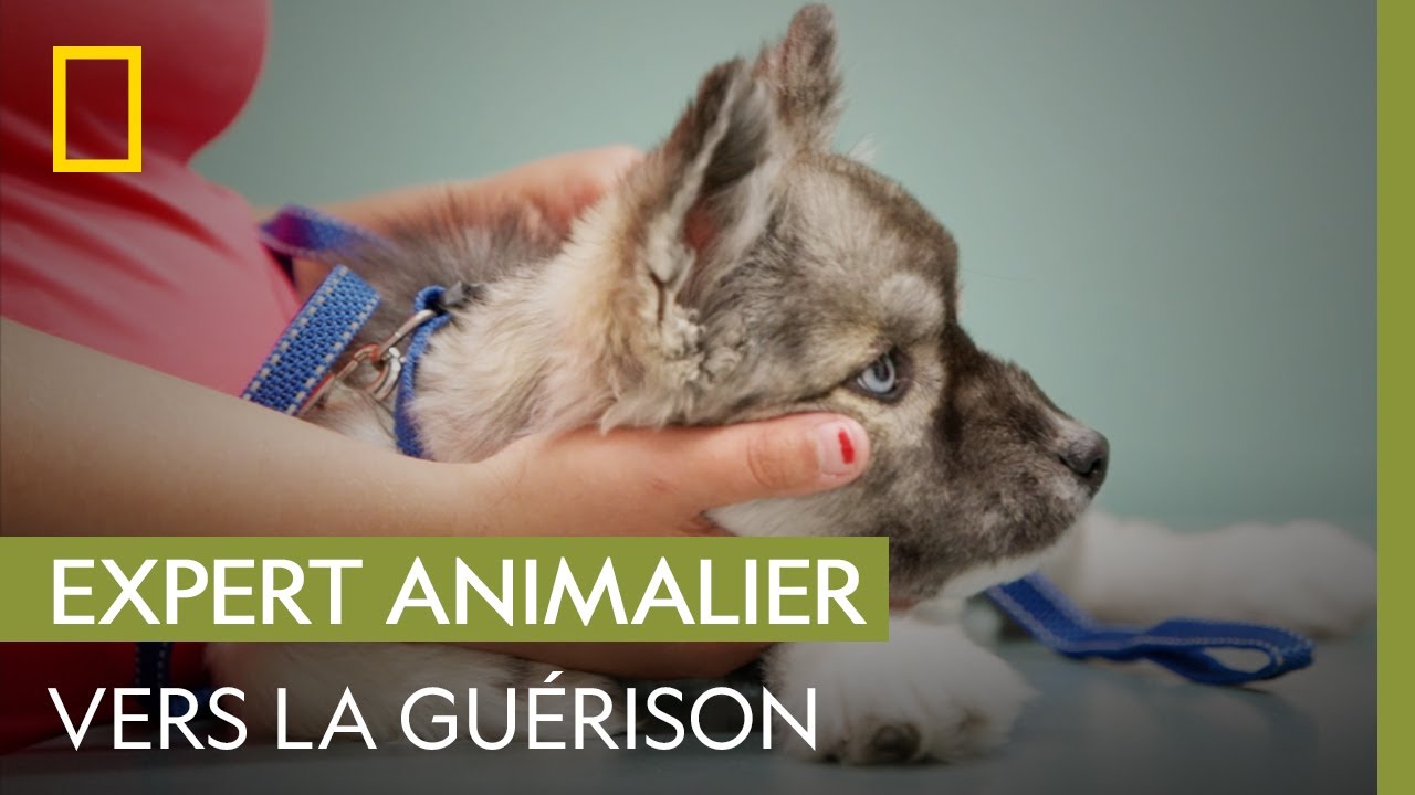 Ce Husky de Sibérie est guéri et en pleine forme ! | DR JOYA, VÉTO ET DERMATO