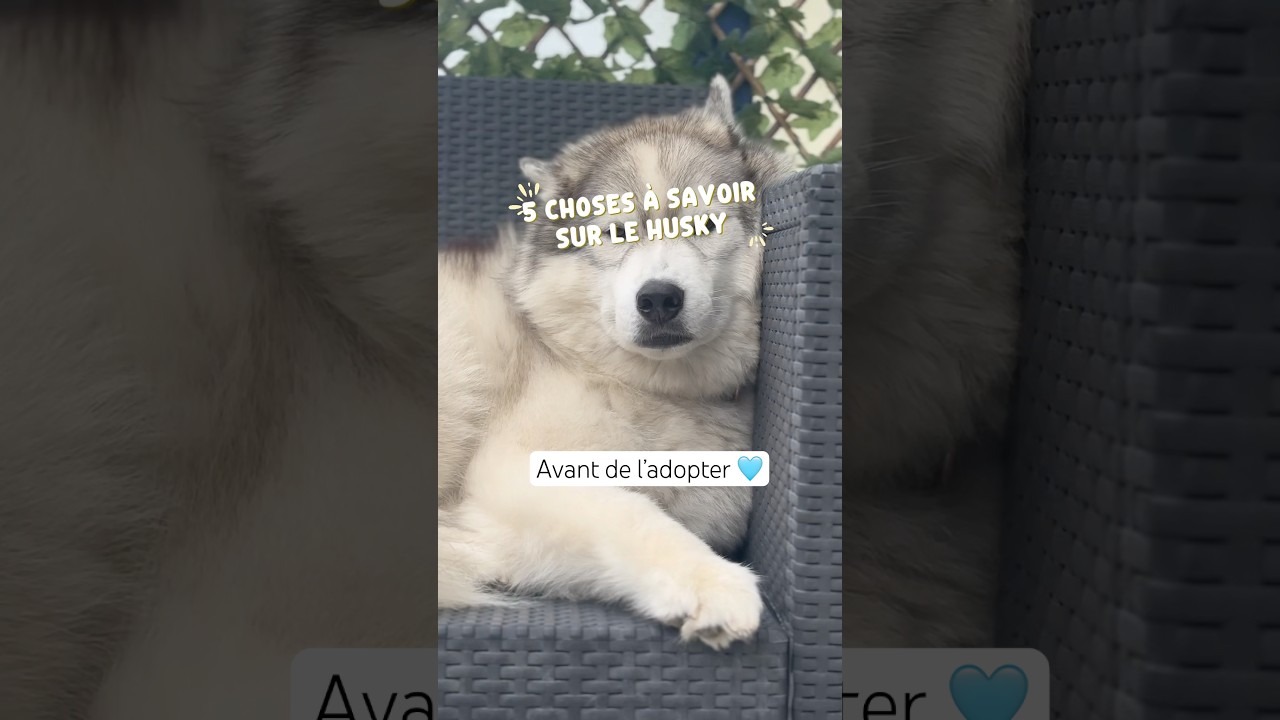 5 choses à savoir sur le Husky 🩵🤌🐺 #chien #husky #chienheureux