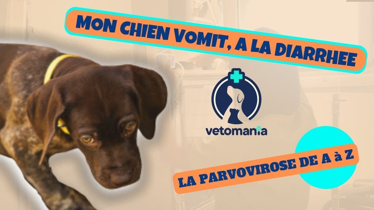 MON CHIEN VOMIT, A LA DIARRHÉE: LA PARVOVIROSE de A à Z