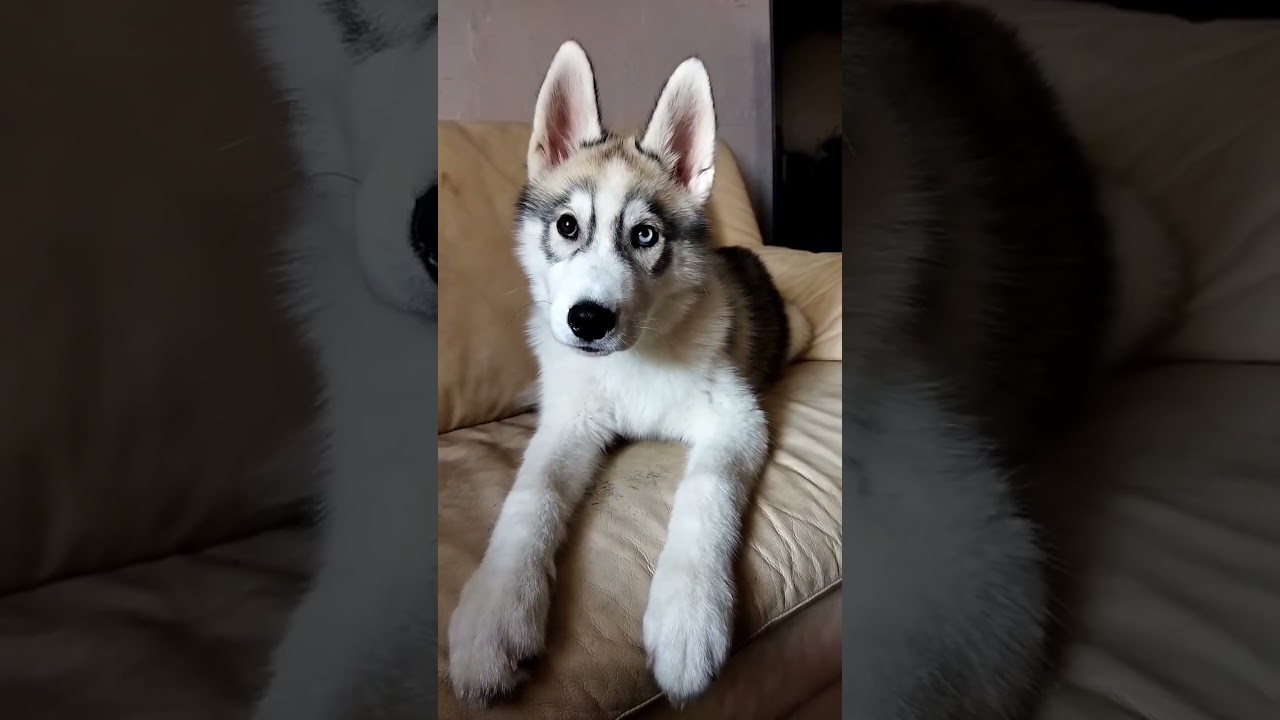 Chien husky drôle funny Qui répond à son humain.