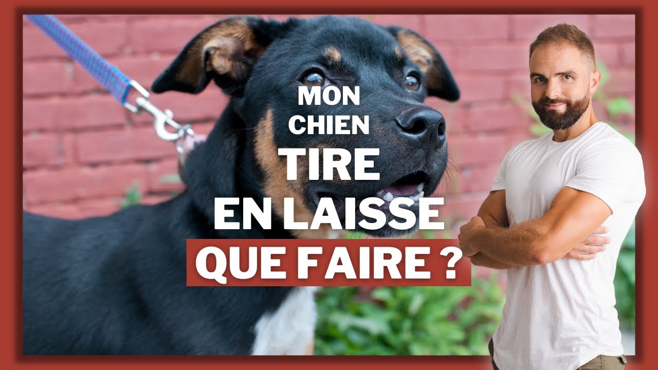 Comment dresser son chien pour qu'il arrête de tirer en laisse pendant les promenades