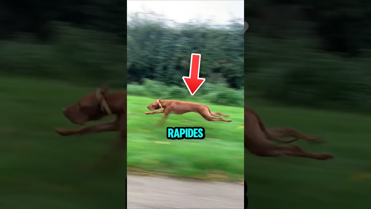 Les chiens les plus rapides au monde !😱