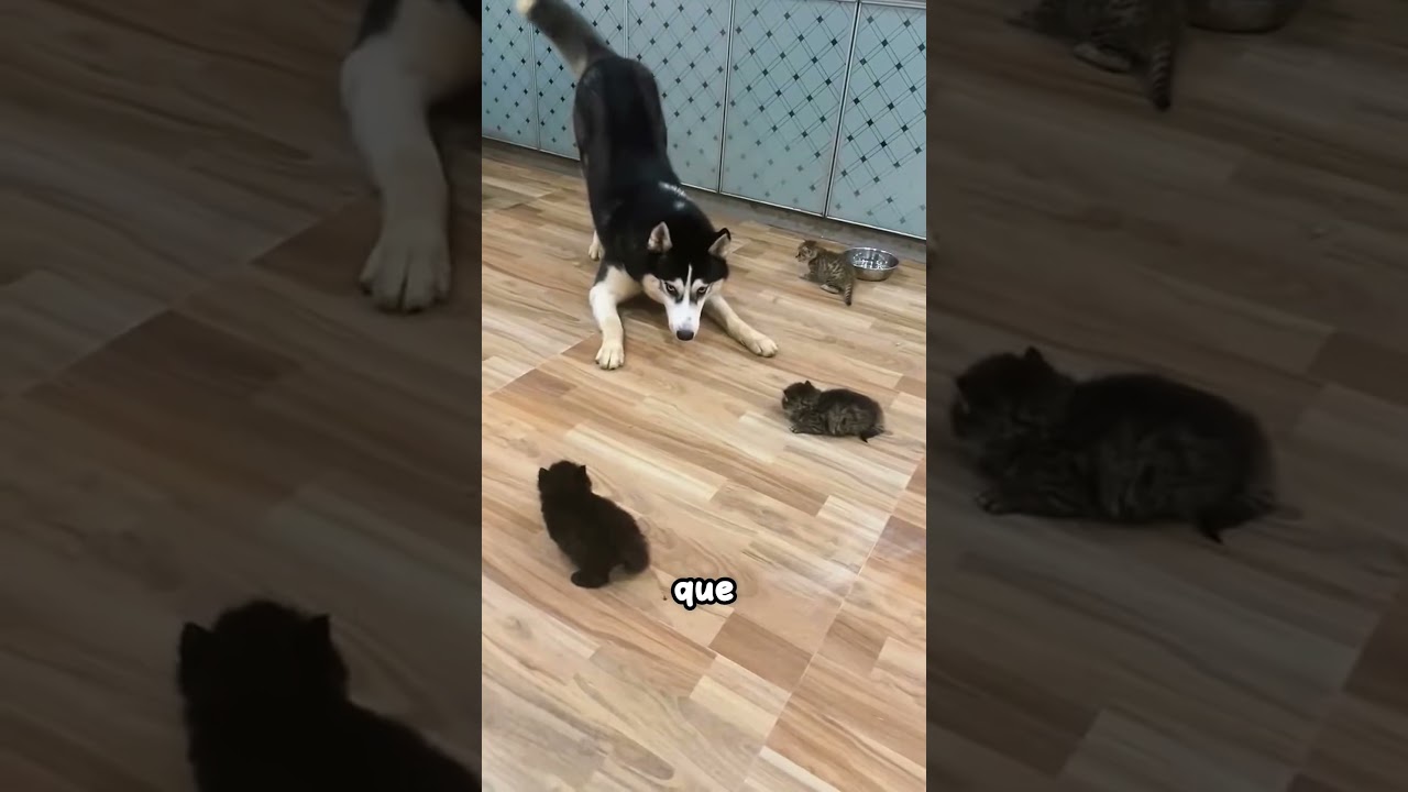 Ce husky essaie vraiment de devenir l'ami de ces petits bébés chats ! ❤️ #shorts