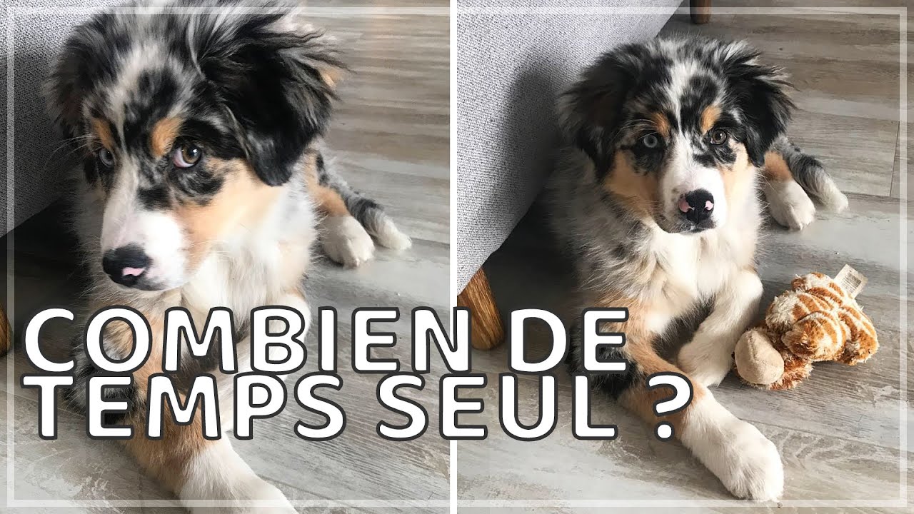 COMBIEN DE TEMPS PEUT-ON LAISSER SEUL SON CHIOT / CHIEN